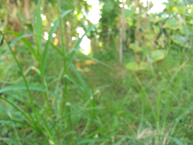 Close-up of fresh green grass