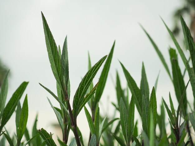 Foto prossimo piano dell'erba verde fresca