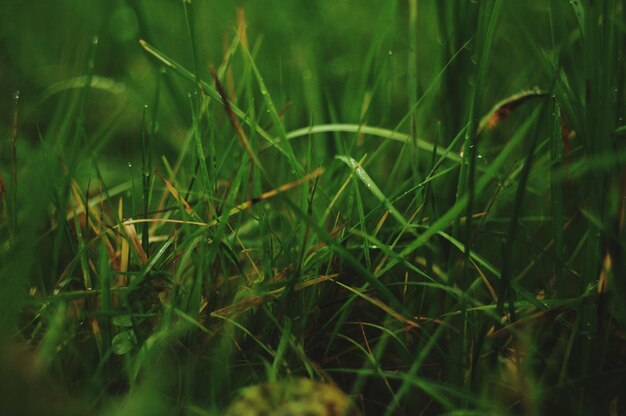 Close-up of fresh green grass