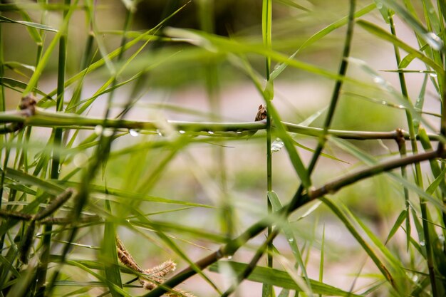 Foto close-up dell'erba verde fresca