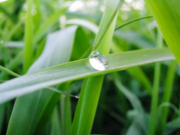 Close-up of fresh green grass