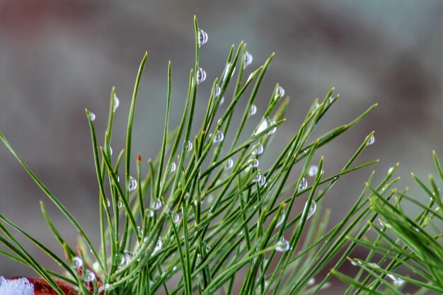 Photo close-up of fresh green grass