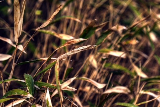 Foto prossimo piano dell'erba verde fresca