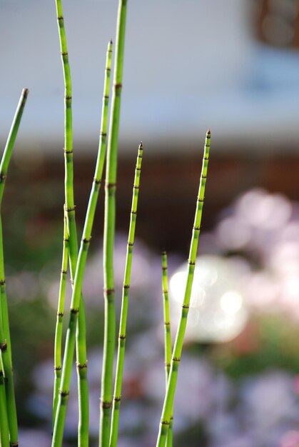 Foto prossimo piano dell'erba verde fresca