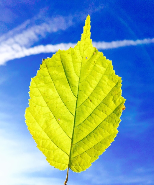 Close-up of fresh green leaf against sky