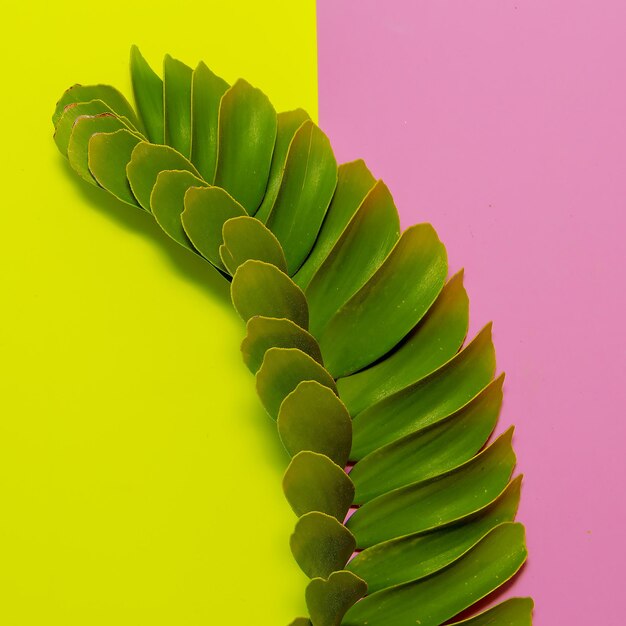 Close-up of fresh green leaf against wall