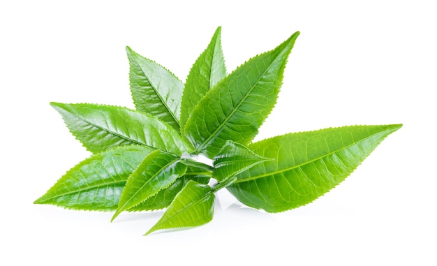 Photo close-up of fresh green leaf against white background