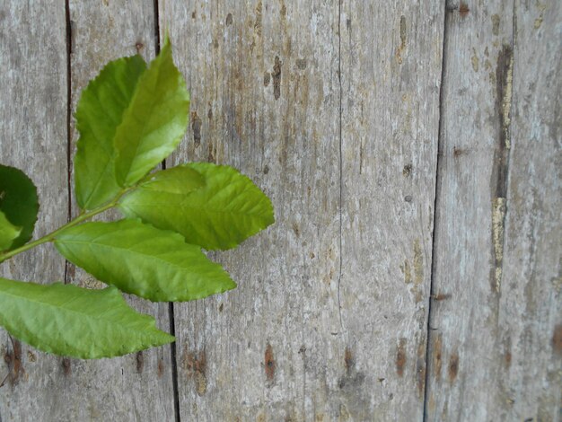 Foto close-up di foglia verde fresca sul legno