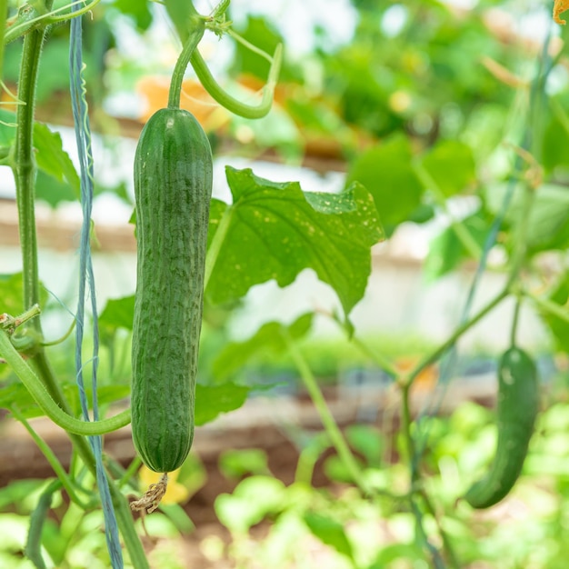 Photo close-up of fresh green leaf