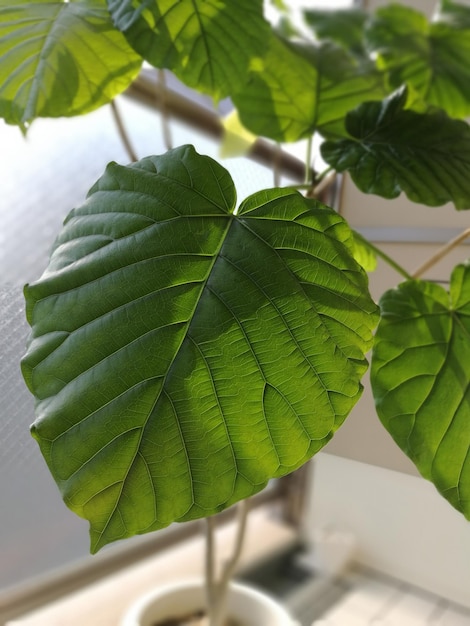 Photo close-up of fresh green leaf