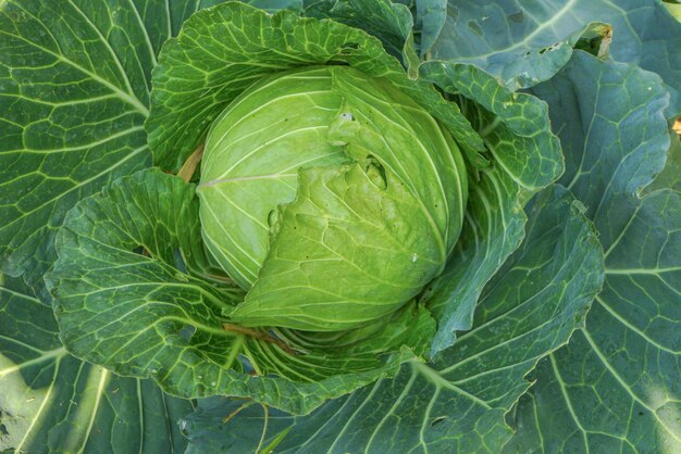 Photo close-up of fresh green leaf