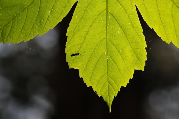 Close-up of fresh green leaf