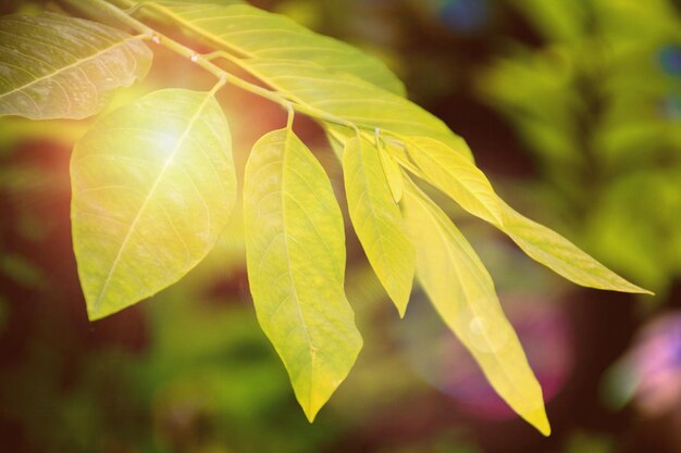 Close-up of fresh green leaf