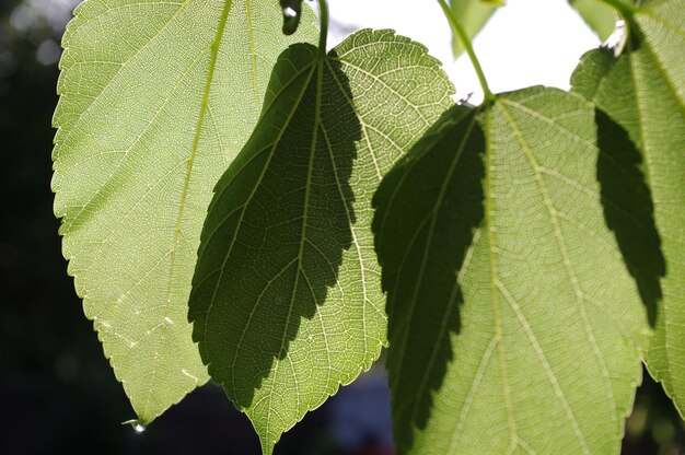 Close-up of fresh green leaf