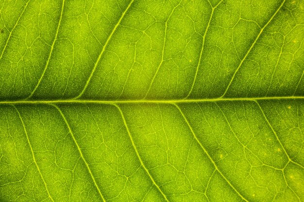Photo close-up of fresh green leaf
