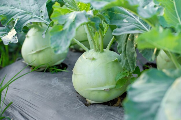 Foto prossimo piano di foglia verde fresca