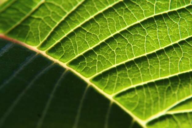 Close-up of fresh green leaf