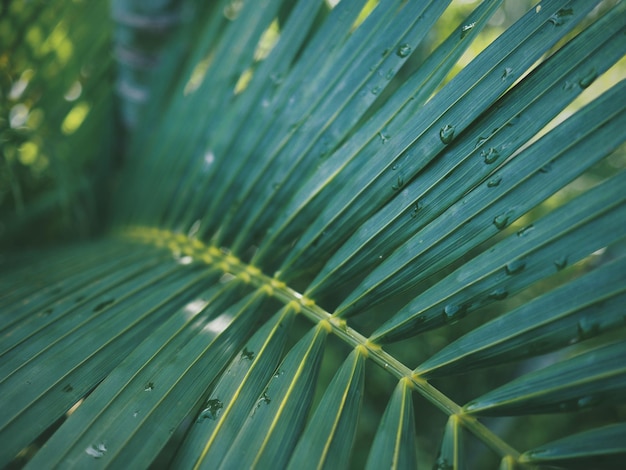 Close-up of fresh green leaf