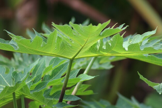 Foto prossimo piano di foglia verde fresca