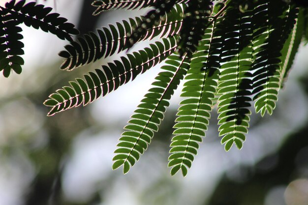 Foto prossimo piano di foglia verde fresca