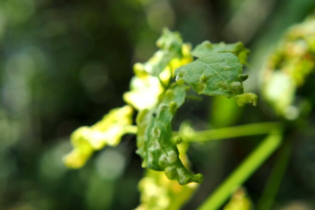 Close-up of fresh green leaf