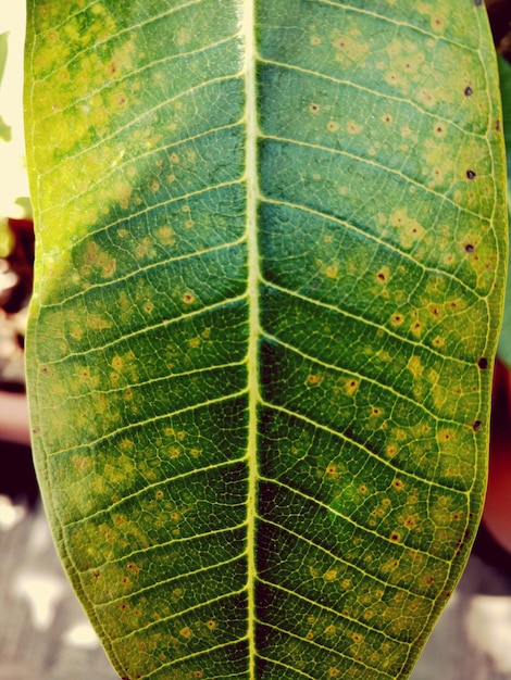 Foto prossimo piano di foglia verde fresca