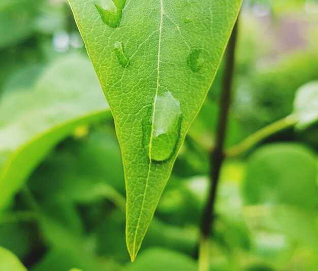 Close-up of fresh green leaf