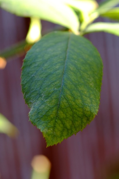 Foto close-up di una foglia verde fresca