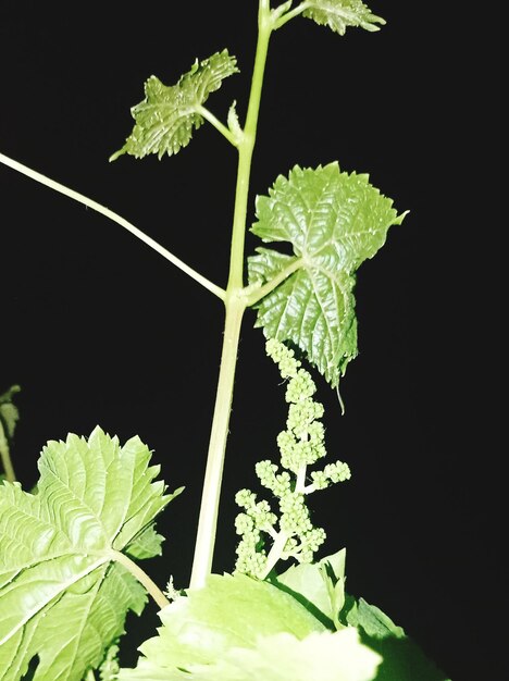 Close-up of fresh green leaves against black background