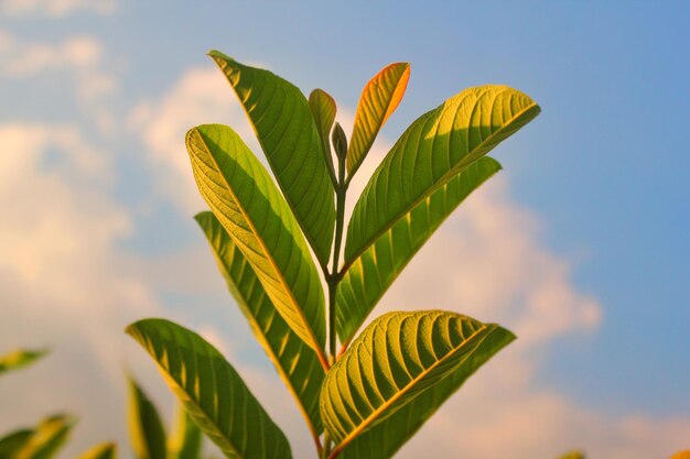 Close-up of fresh green leaves against sky