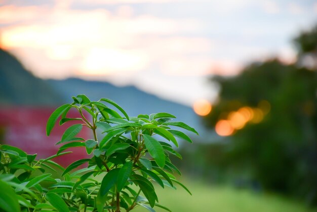 Close-up of fresh green leaves against sky