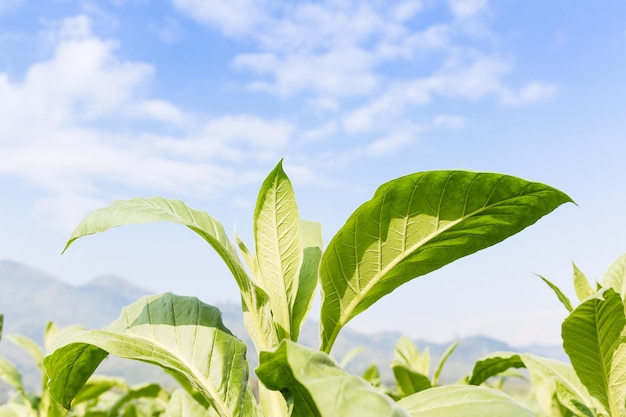 Close-up of fresh green leaves against sky