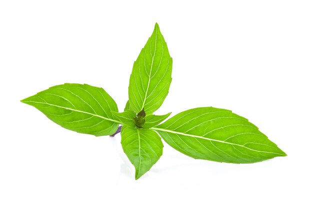 Photo close-up of fresh green leaves against white background