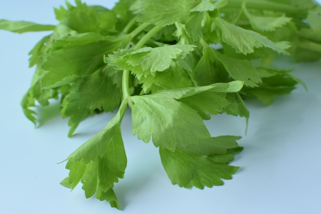 Close-up of fresh green leaves against white background