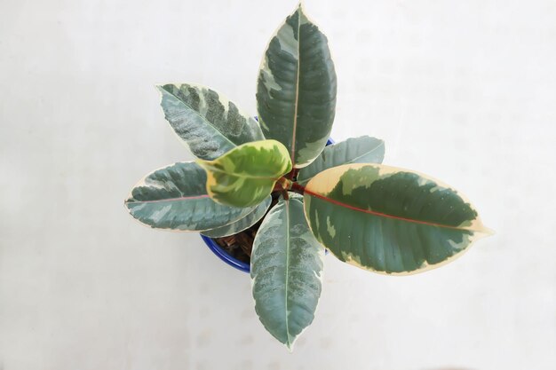 Photo close-up of fresh green leaves against white background