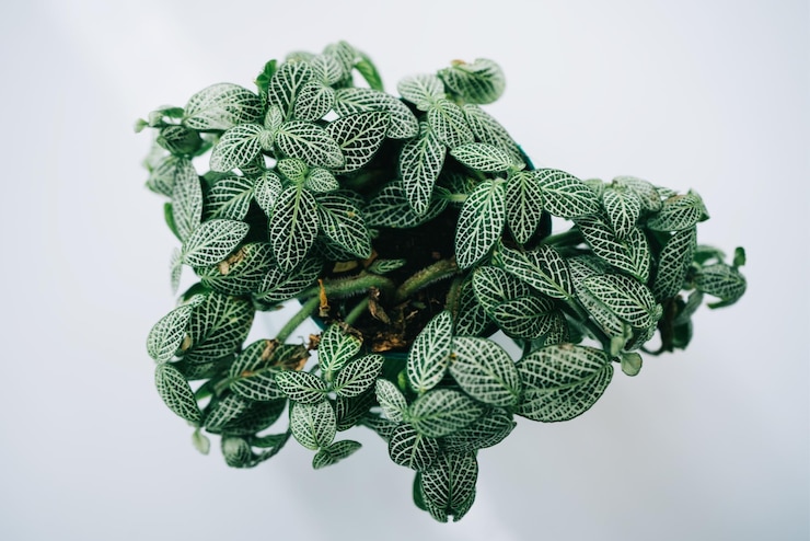Photo close-up of fresh green leaves against white background