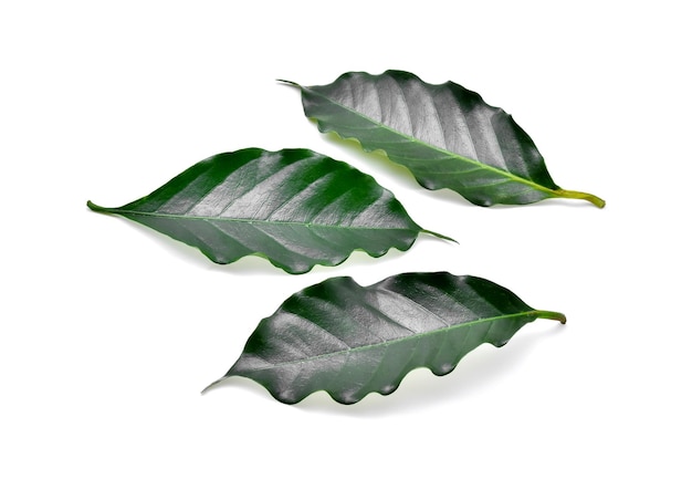 Photo close-up of fresh green leaves against white background