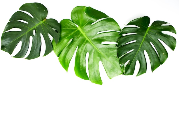 Foto close-up di foglie verdi fresche su uno sfondo bianco