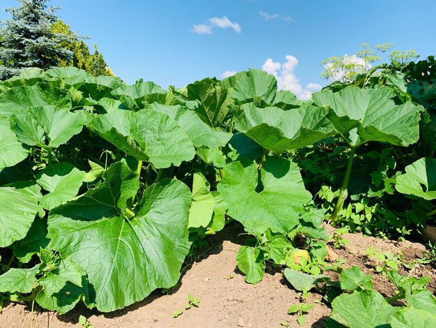 Close-up of fresh green leaves on field against sky