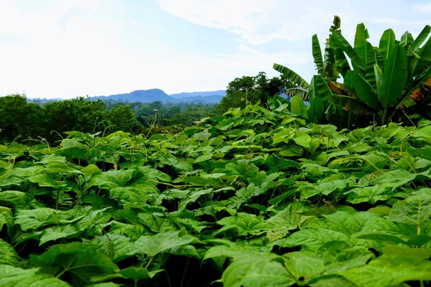 Close-up of fresh green leaves on field against sky