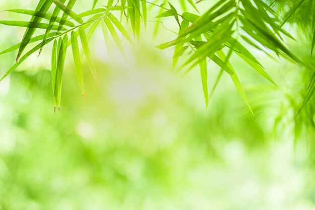 Close-up of fresh green leaves on field