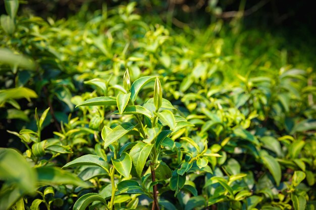 Photo close-up of fresh green leaves on field