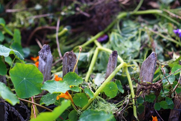 Foto close-up di foglie verdi fresche sul campo