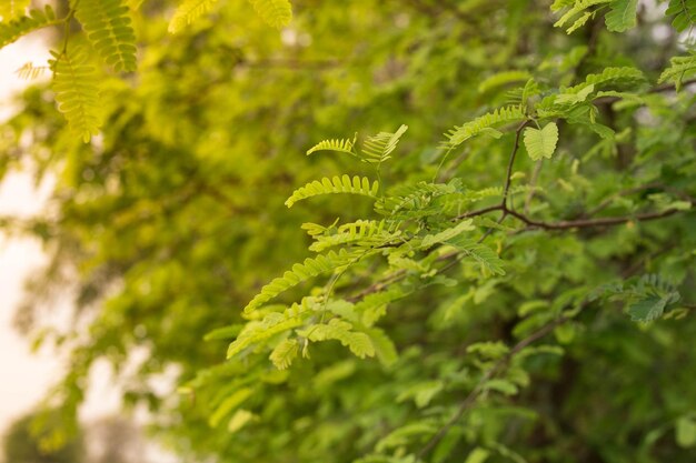 Close-up of fresh green leaves in forest