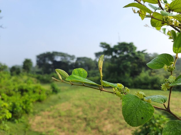 Close-up of fresh green leaves on land against sky