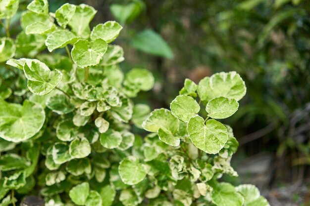 Photo close-up of fresh green leaves on plant in field