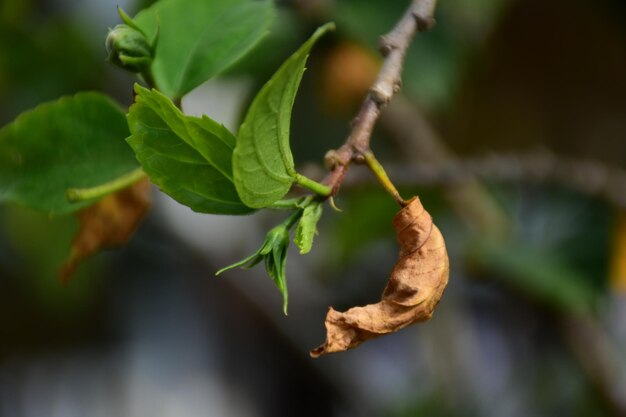 Close-up of fresh green leaves on plant