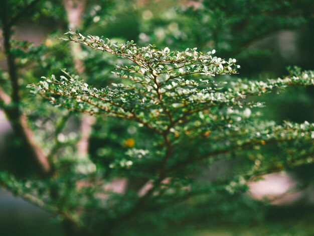 Close-up of fresh green leaves on plant