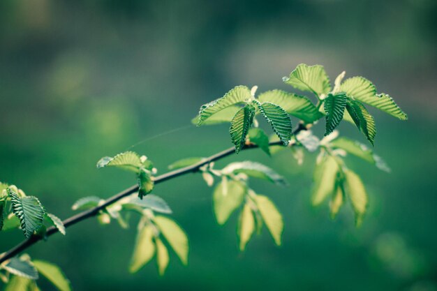 Close-up of fresh green leaves on plant