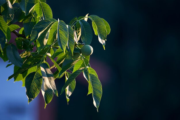 Close-up of fresh green leaves on plant